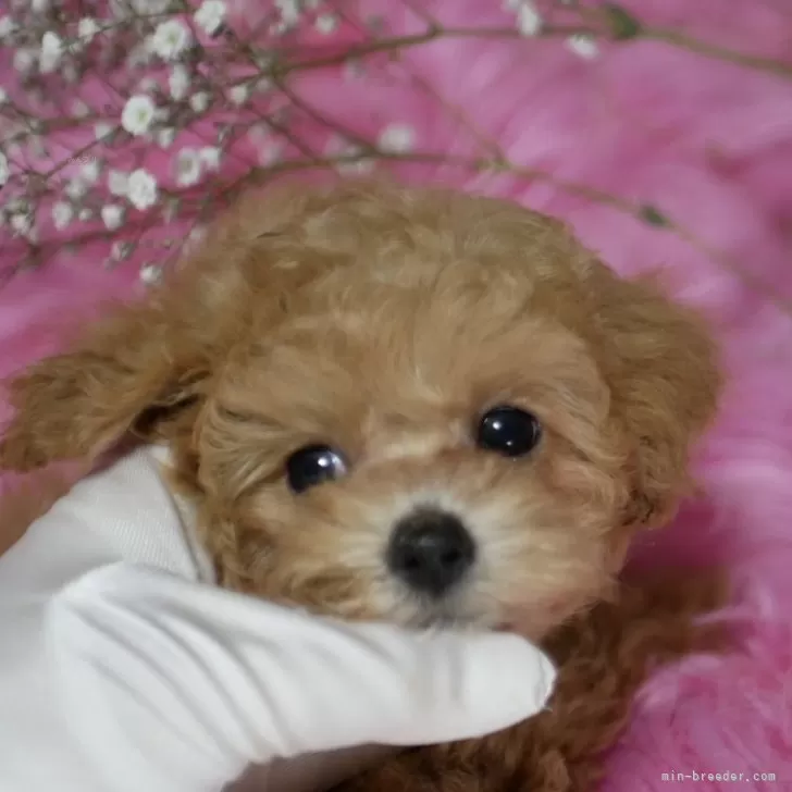 ID：2402-06259の子犬