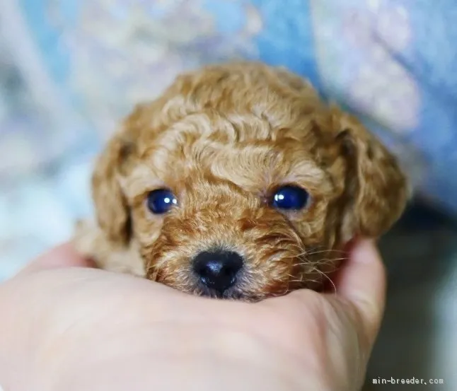 ID：2102-01634の子犬