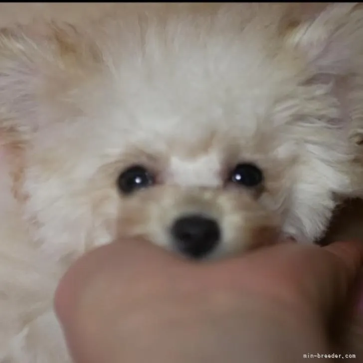 ID:2208-00291の子犬