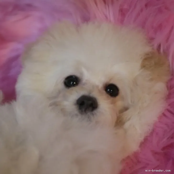 ID：2304-00336の子犬