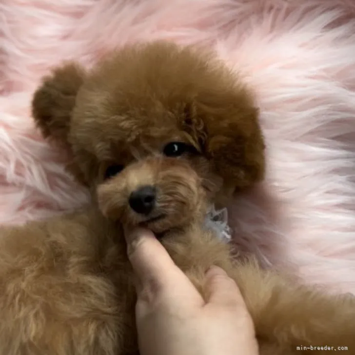 ID:2303-00624の子犬