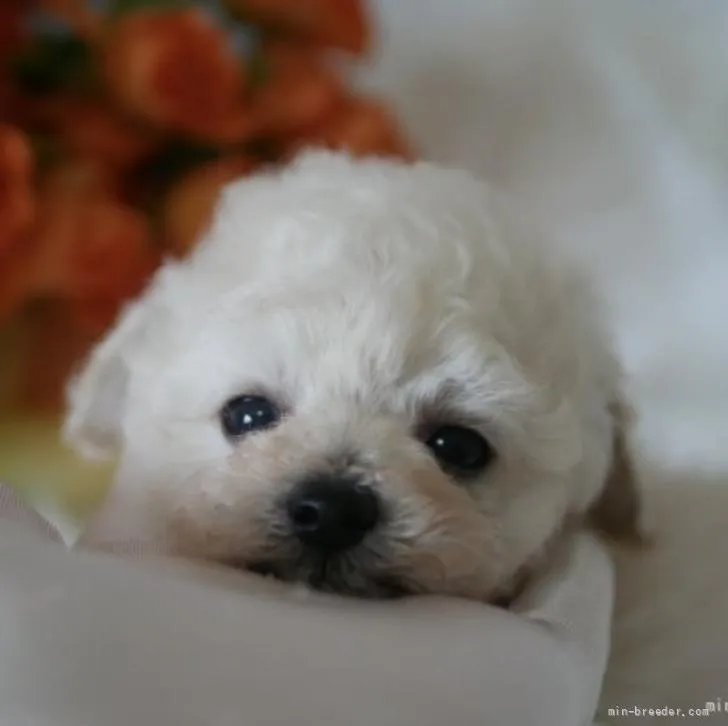 ID：2205-01617の子犬