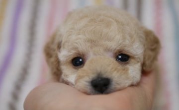 トイプードル(タイニー)【香川県・女の子・2021年3月27日・クリーム】の写真「とても元気な、可愛い女の子です😊」