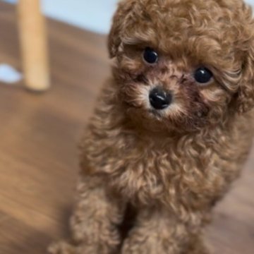 トイプードル(タイニー)【香川県・男の子・2024年1月9日・アプリコット】の写真「リアル🧸テディベア🧸タイムセール💐」