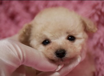 トイプードル(ティーカップ)【香川県・女の子・2021年1月25日・クリーム】の写真「03.09 体重300gになりました😊」