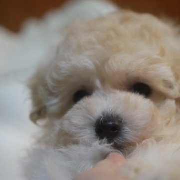 トイプードル(トイ)【香川県・女の子・2023年12月15日・ホワイト】の写真「賢くて可愛い❤️」