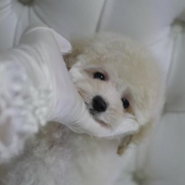 トイプードル(トイ)【香川県・男の子・2022年7月10日・ホワイト】の写真「貴重なホワイト🌸トイプードル😊✨✨ドワーフ」