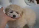 トイプードル(トイ)【香川県・女の子・2023年12月15日・ホワイト】の写真2
