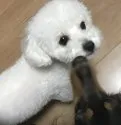 ティーカッププードル【香川県・女の子・2018年1月20日・ホワイト】の写真5「父親犬です。父親犬の幼少期によく似ています。」