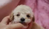 タイニープードル【香川県・女の子・2021年3月27日・クリーム】の写真5