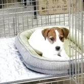 ジャックラッセルテリア