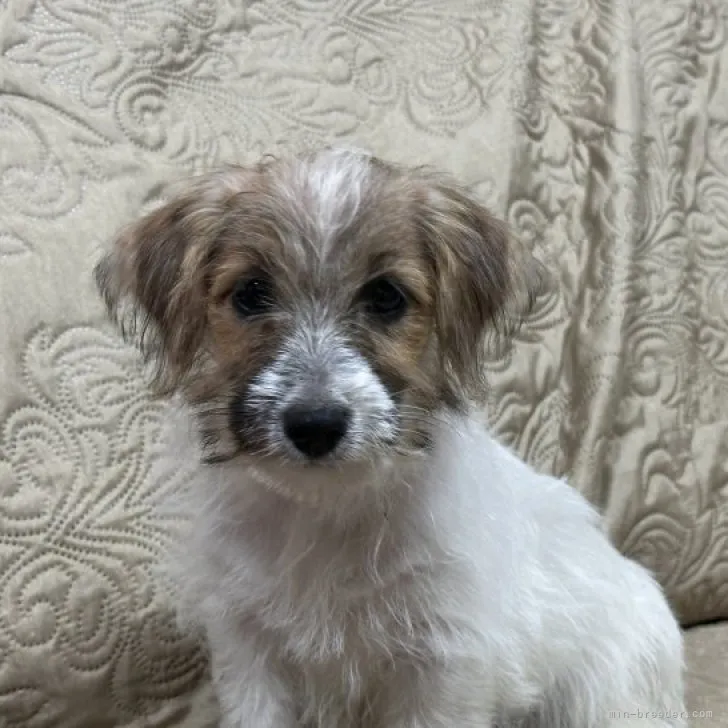 K.W 様のお迎えした子犬