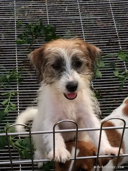 ID：1509-00095の子犬