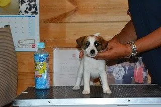 ID：1507-00205の子犬