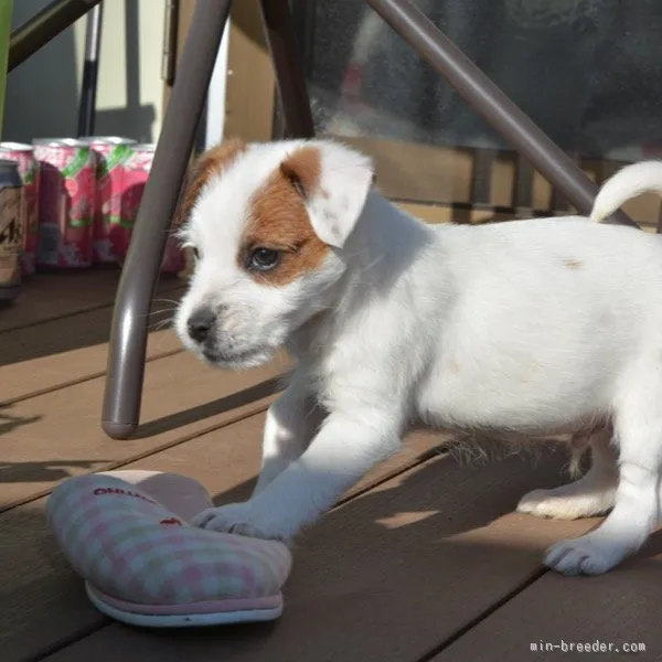 ID：1602-01446の子犬