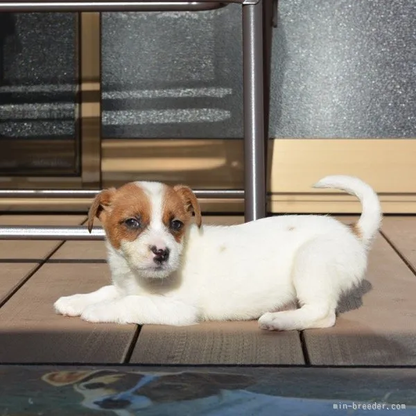 ID:1602-01449の子犬