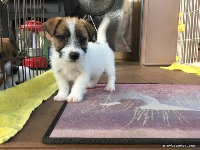 ID：1704-00258の子犬