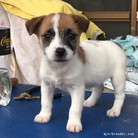 ID:1712-01410の子犬