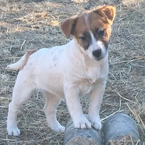 ID：1711-00445の子犬