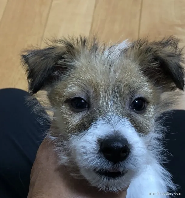ID:1812-02242の子犬
