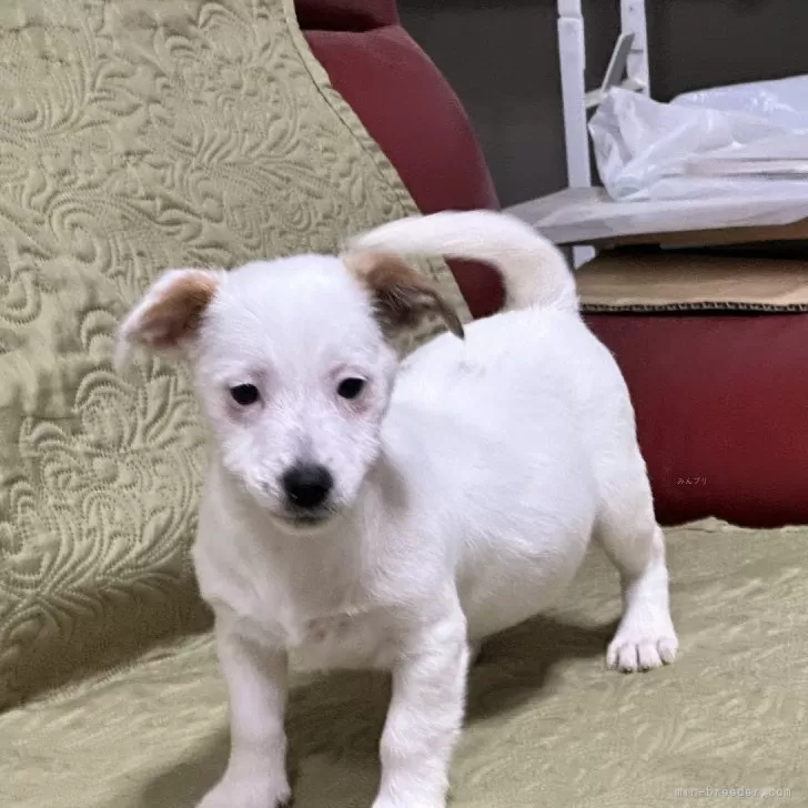 ID:2406-05673の子犬