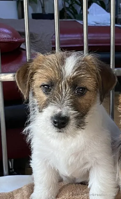 ID:2111-00817の子犬