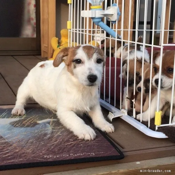 ID：1602-01444の子犬