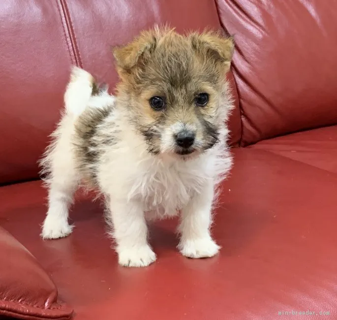 ID：1903-00355の子犬
