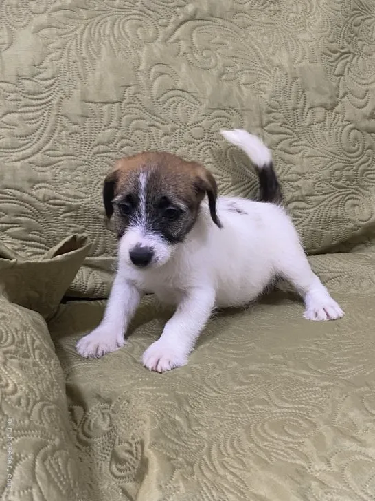 ID:2108-03134の子犬