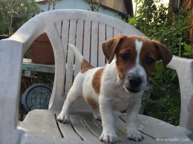 ID:1507-00207の子犬