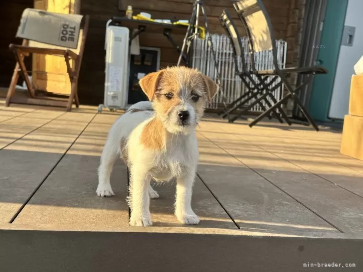 ID：2312-02151の子犬