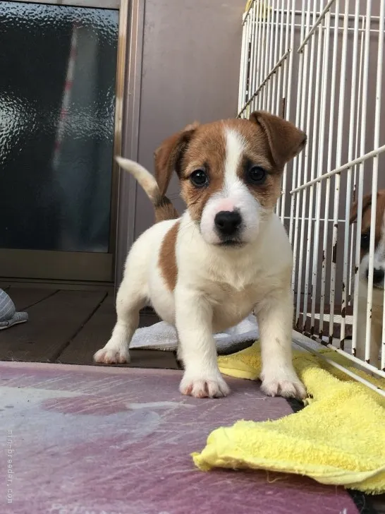 ココ 様のお迎えした子犬
