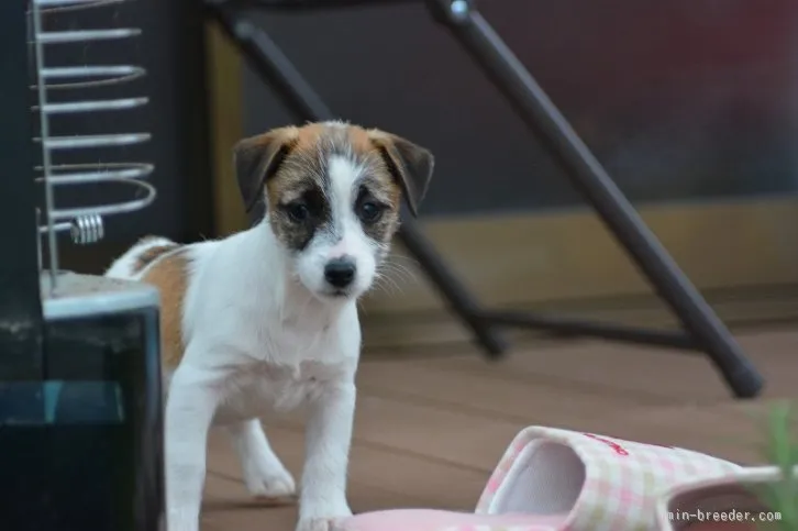 ID：1512-01753の子犬