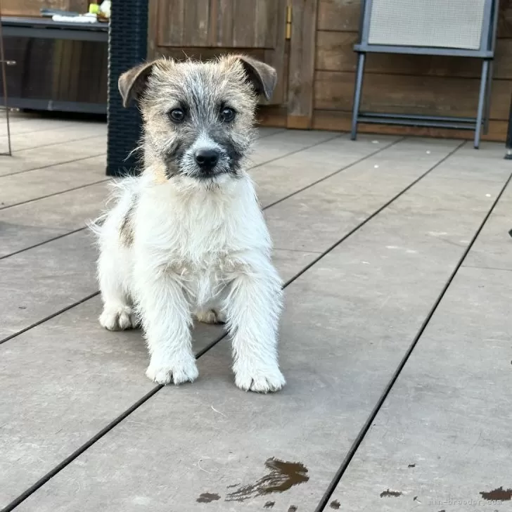 ID：2403-00886の子犬