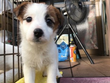 ジャックラッセルテリア【埼玉県・女の子・2017年2月18日・ホワイト&タン】の写真「可愛い女の子です。」