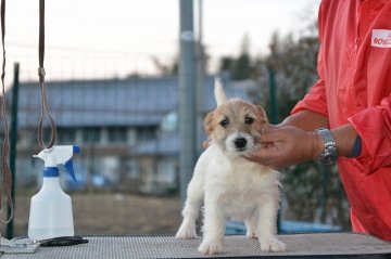 ジャックラッセルテリア【埼玉県・女の子・2015年6月18日・ホワイト&タン】の写真「小さくても元気で可愛い女の子」