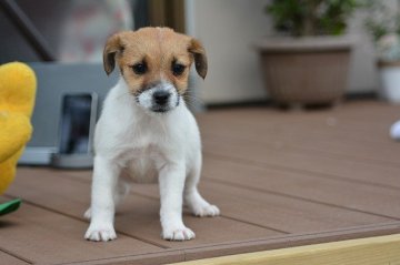 ジャックラッセルテリア【埼玉県・女の子・2015年9月19日・ホワイト&タン】の写真「ジャックラッセルテリア トップブリーダーの仔犬」