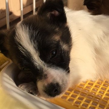 ジャックラッセルテリア【埼玉県・男の子・2016年12月6日・ホワイト&タン】の写真「とても元気で可愛い男の子」