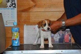 ジャックラッセルテリア【埼玉県・女の子・2015年5月1日・ホワイト&タン】の写真「お父さんはインターナショナルチャンピオン」