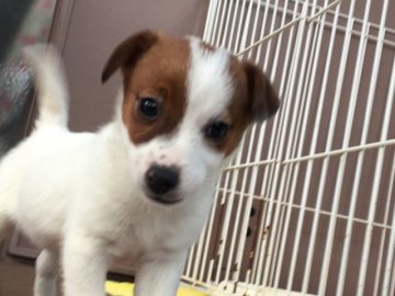 ジャックラッセルテリア【埼玉県・女の子・2017年2月12日・ホワイト&タン】の写真「とても可愛い女の子」