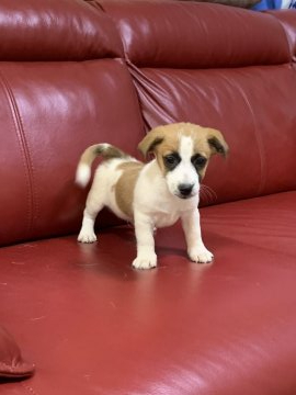 ジャックラッセルテリア【埼玉県・男の子・2019年7月13日・ホワイト&タン】の写真「とても元気な男の子」