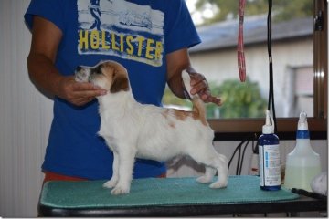 ジャックラッセルテリア【埼玉県・男の子・2015年7月23日・ホワイト&タン】の写真「ジャックラッセルテリア トップブリーダーの仔犬」