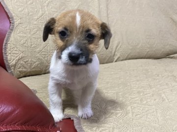 ジャックラッセルテリア【埼玉県・女の子・2021年10月17日・ホワイト&タン(ブロークン)】の写真「とても可愛いブロークンコートの女の子」