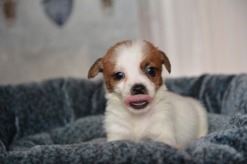 ジャックラッセルテリア【埼玉県・男の子・2015年9月19日・ホワイト&タン】の写真「ブロークンのとても可愛い小さな男の子」