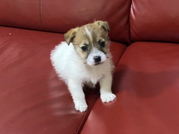 ジャックラッセルテリア【埼玉県・女の子・2020年12月16日・ホワイト&タン】の写真「とても性格も良く可愛い女の子」