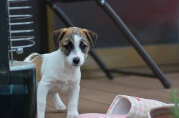 ジャックラッセルテリア【埼玉県・女の子・2015年9月19日・ホワイト&タン】の写真「お父さんチャンピオン」