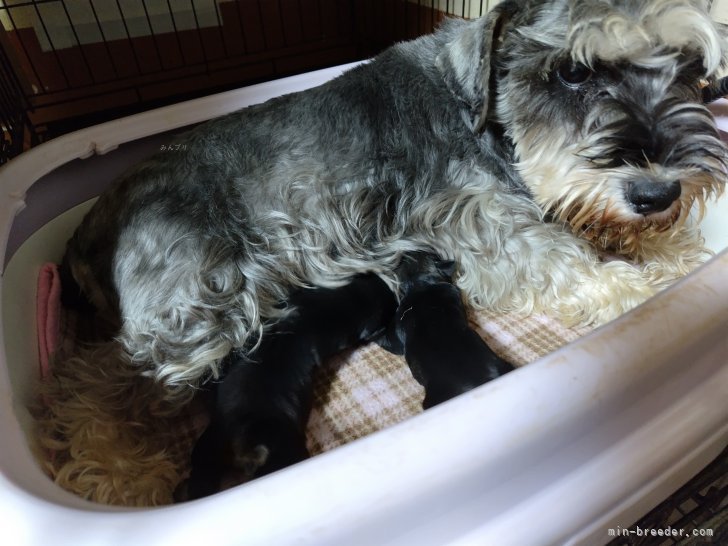神永百合子ブリーダーのブログ：ミニチュアシュナウザー生まれました。