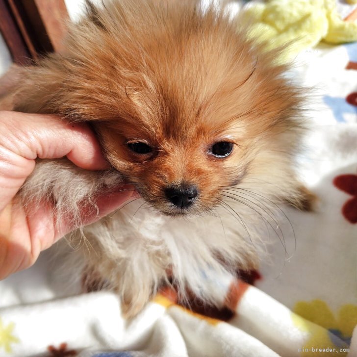 ブリーダー画像