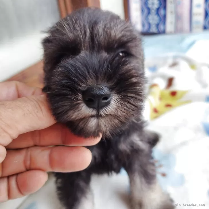 ID：2507-04833の子犬