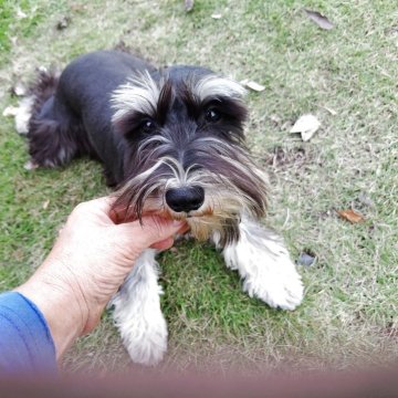 ミニチュアシュナウザー【栃木県・女の子・2025年4月11日・ブッラク&シルバー】の写真「ご飯大好きだけど人も好きお値引き特典ありコメント欄」